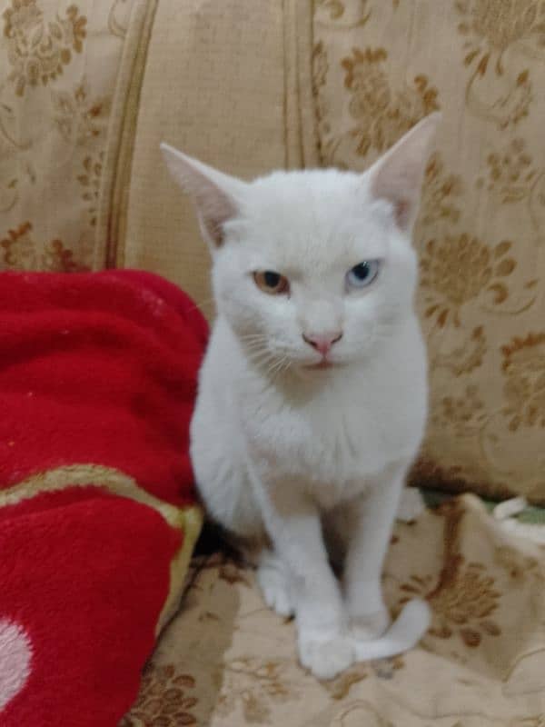 Persian white cat . Whatsapp. . 03462187910. . . . 11