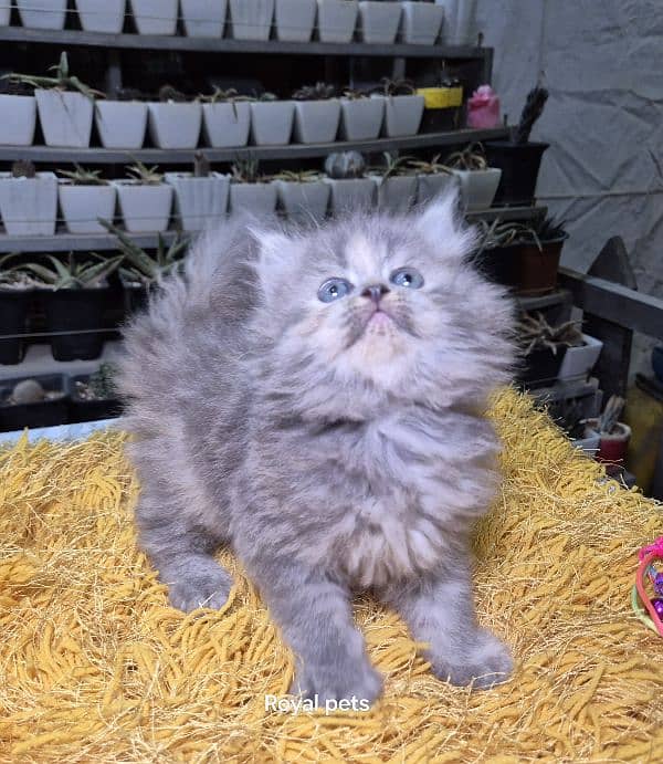 gray pure Triple coat Fluffy Persian kitten 0