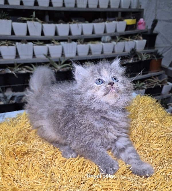 gray pure Triple coat Fluffy Persian kitten 1