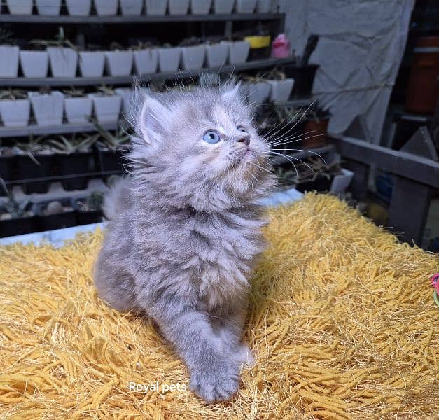 gray pure Triple coat Fluffy Persian kitten 2