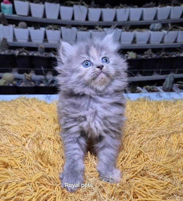 gray pure Triple coat Fluffy Persian kitten 3