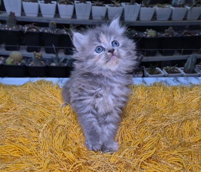 gray pure Triple coat Fluffy Persian kitten 4