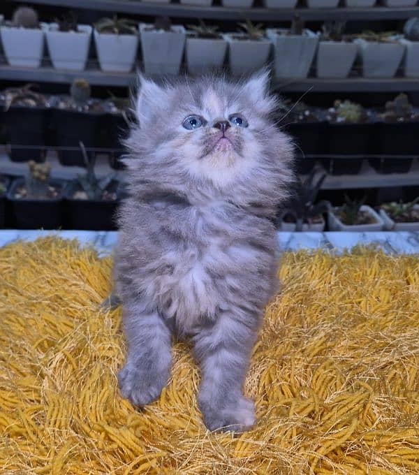 gray pure Triple coat Fluffy Persian kitten 5