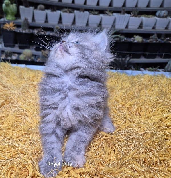 gray pure Triple coat Fluffy Persian kitten 6