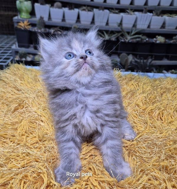 gray pure Triple coat Fluffy Persian kitten 7