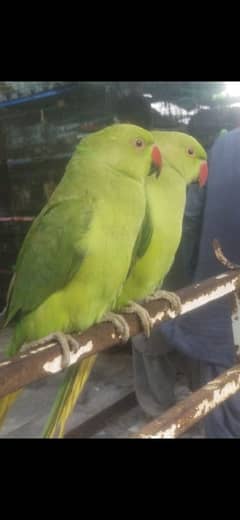 green Parrots for sale with cage