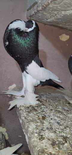 magpie pigeon fur sale healthy and active first bread krega