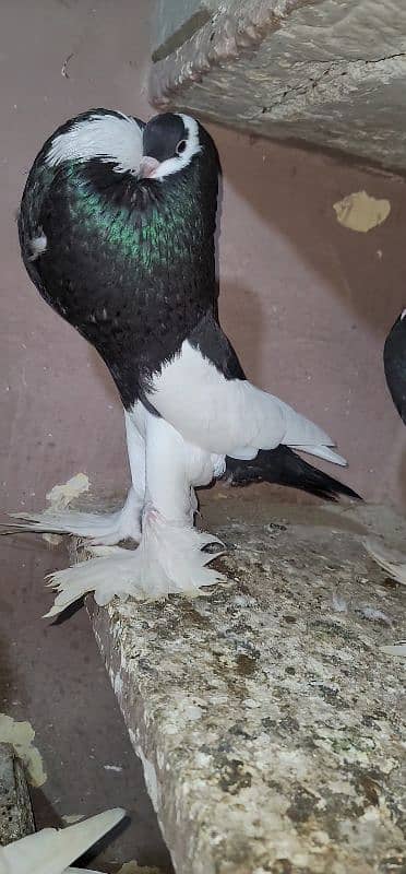 magpie pigeon fur sale healthy and active first bread krega 0