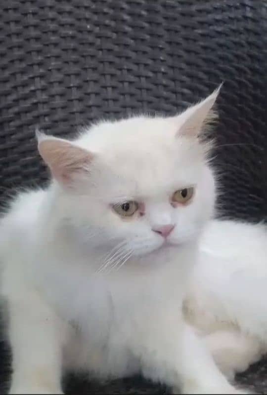 extreme punch face Persian triple coated female cat. . . . 0