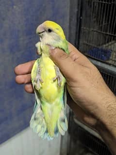 Cherry Lovebird Male | Albino Red Eye Male