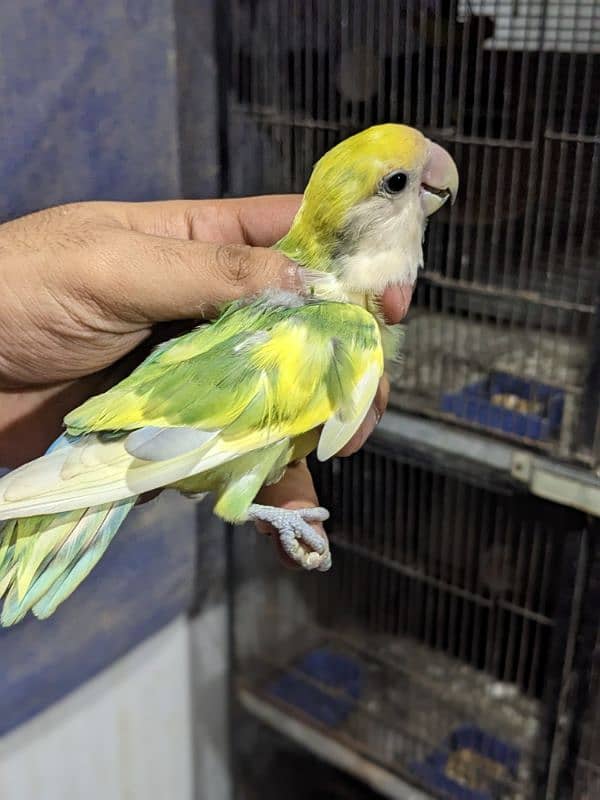 Cherry Lovebird Male | Albino Red Eye Male 1