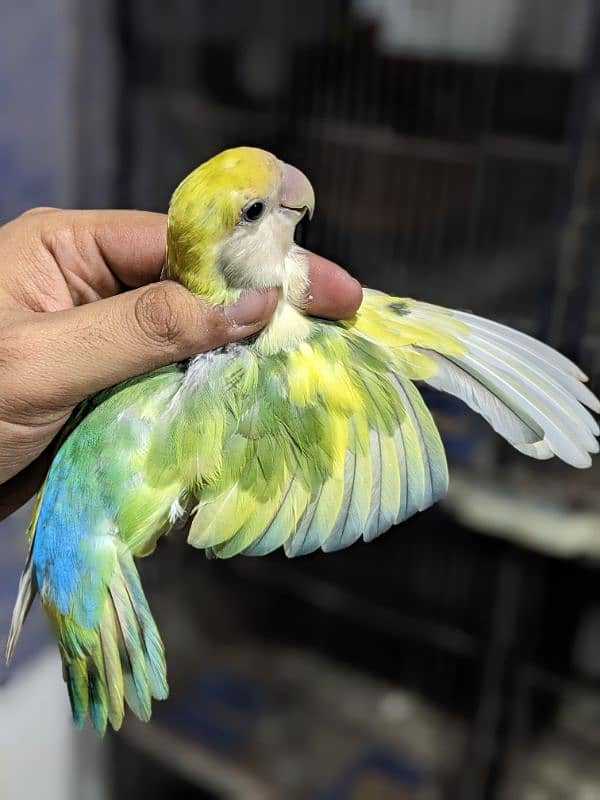 Cherry Lovebird Male | Albino Red Eye Male 2