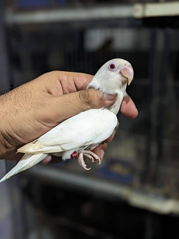 Cherry Lovebird Male | Albino Red Eye Male 3