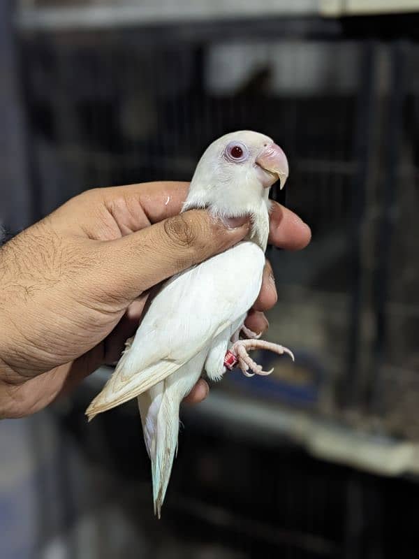 Cherry Lovebird Male | Albino Red Eye Male 4