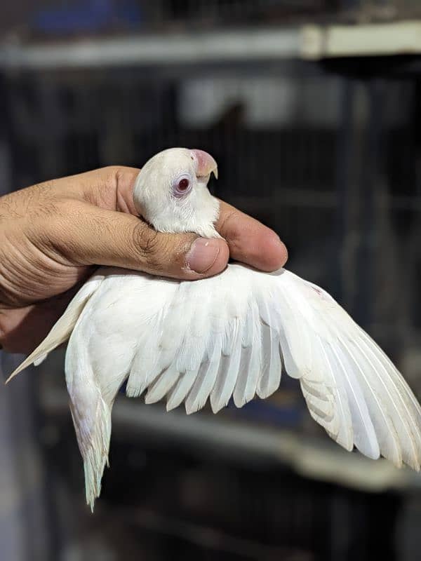 Cherry Lovebird Male | Albino Red Eye Male 5