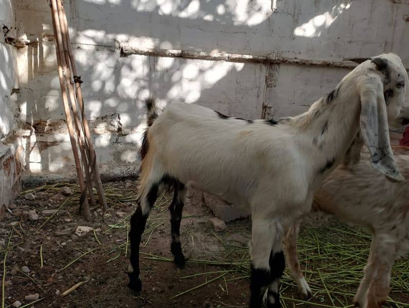 Goats 4 Female 1 Male 2