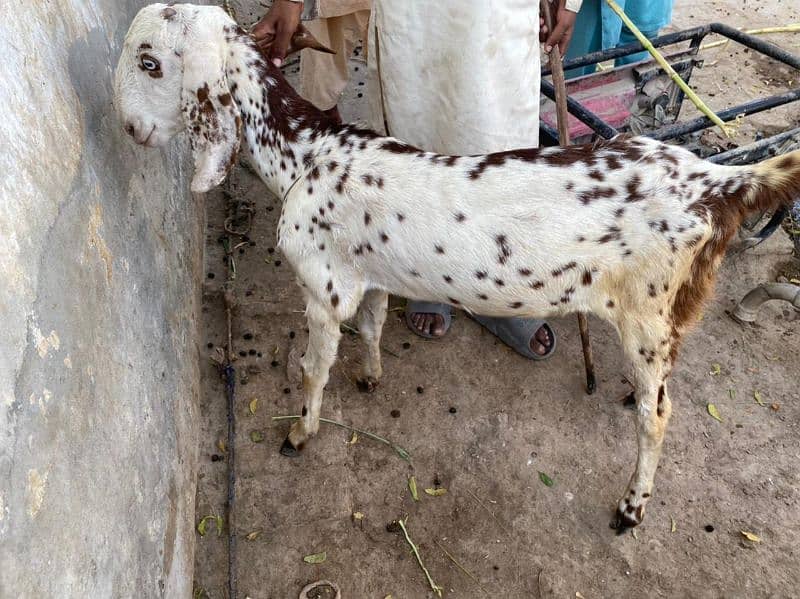 Goats 4 Female 1 Male 4