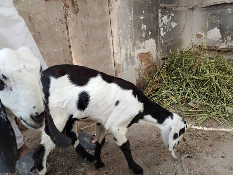 Goats 4 Female 1 Male 5