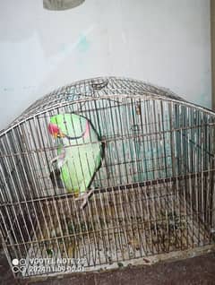 2 year old raw parrot