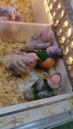 lorie,,sunconure,,chicks