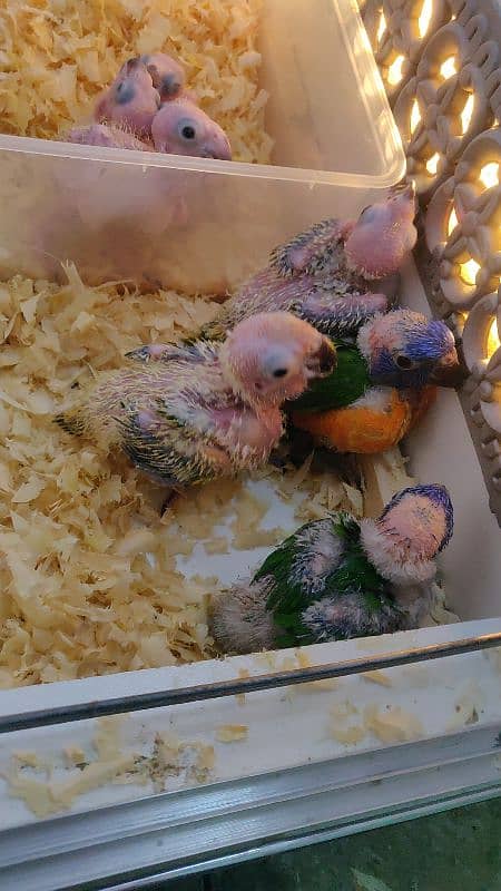 lorie,,sunconure,,chicks available 2