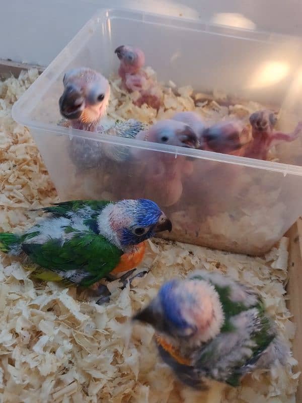 lorie,,sunconure,,chicks available 3