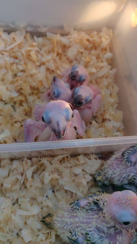 lorie,,sunconure,,chicks available 4