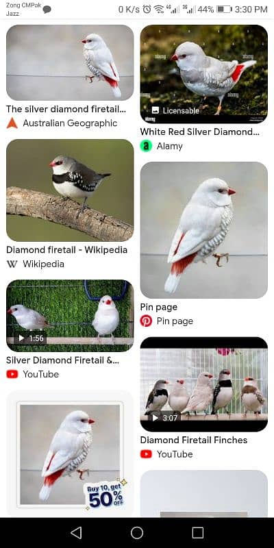 silver Diamond fire tail finch Owl finch and Star finch Shaiftail 2