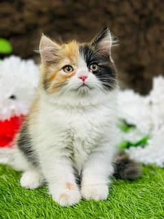 Persian Kitten available now