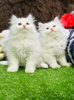 Persian Kitten available now