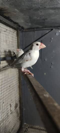 white Java Alpine ke split hai white Java ke patthe03105286812