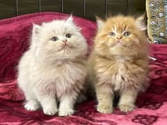 persian kittens triple coat pair for sale contact whatsap 03288426681