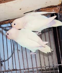 albino split ino breeder pair