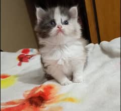 persian triple coat male / female kittens available for sale