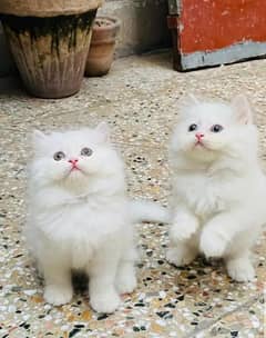 persian kittens triple coat pair for sale contact whatsap 03288426681