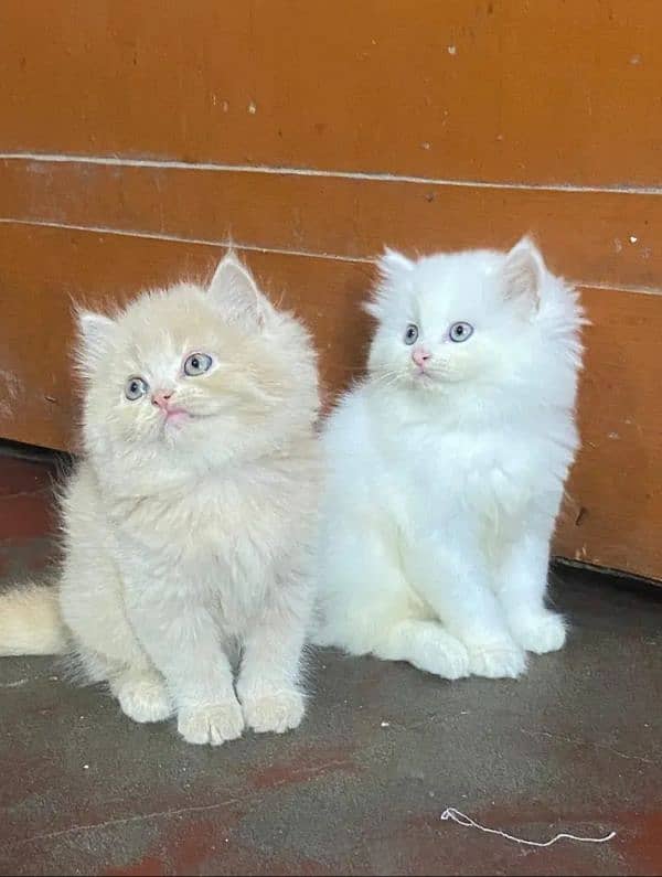 persian kittens triple coat pair for sale contact whatsap 03288426681 1