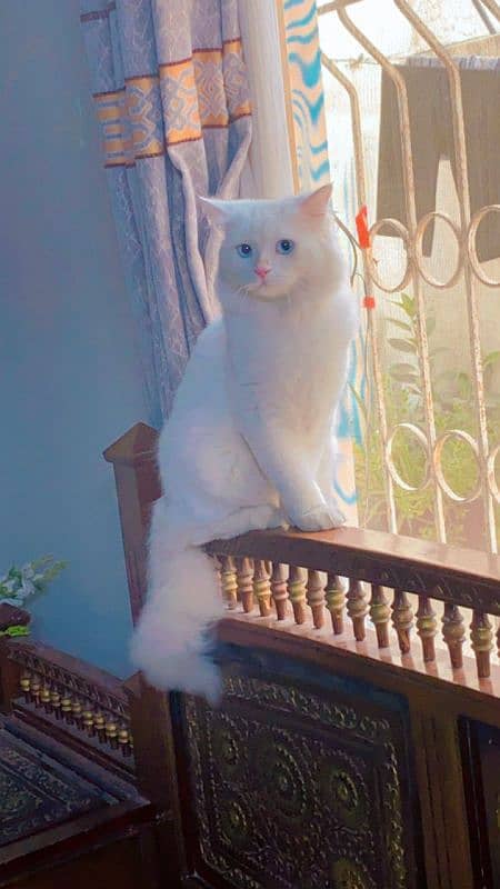 Persian White Cat With Blue Eyes 0