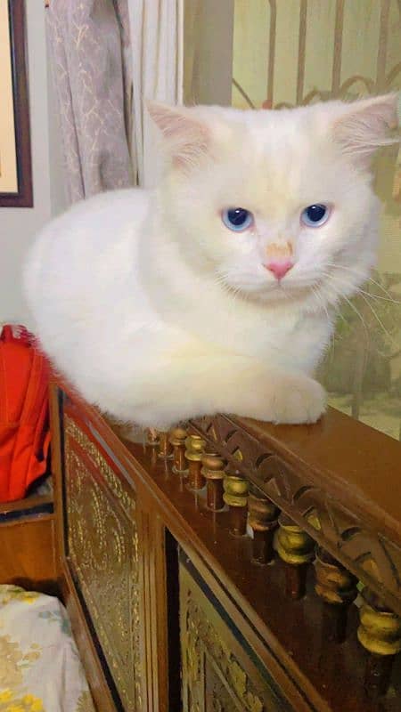 Persian White Cat With Blue Eyes 1