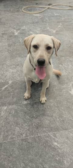 British Labrador female