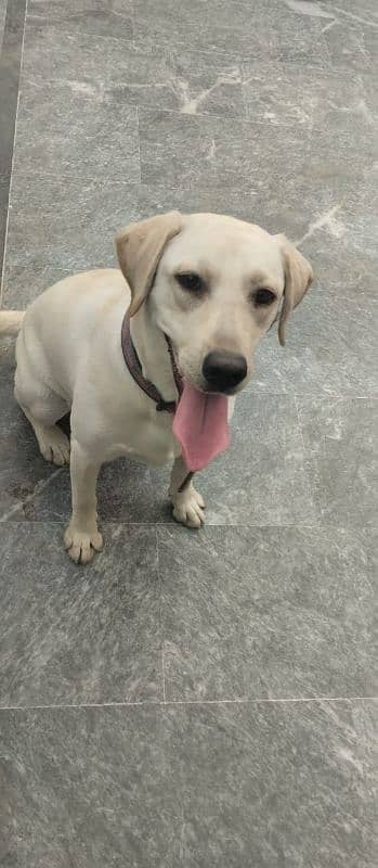 Labrador female 2