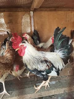 buttercup (dandarawi) egg avalible for breed