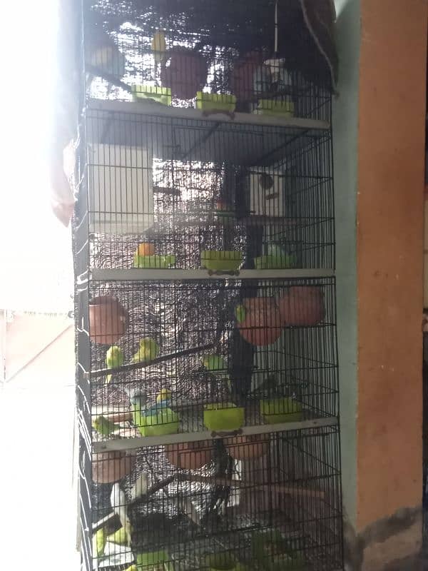 bird with cage 14 pair 1