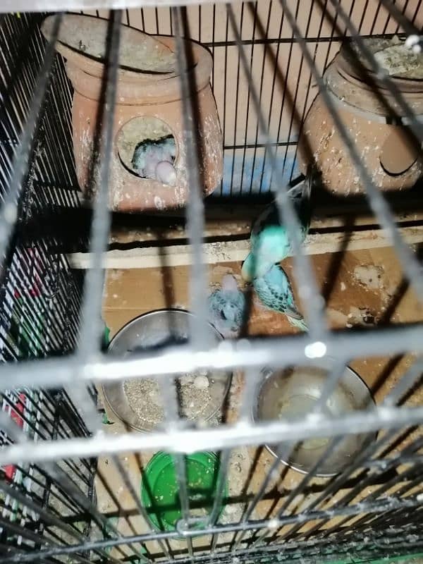 urgent Sale parrots 1