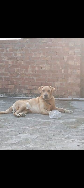 Playful Labrador For Adoption For LAHORE BASED ONLY 0