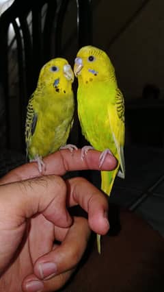 Hand tame budgie pair for sale age 7 month