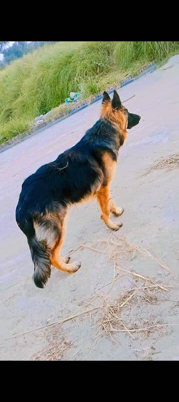 German Shepherd Male 10 months 0