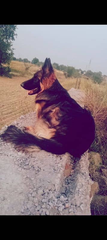 German Shepherd Male 10 months 1