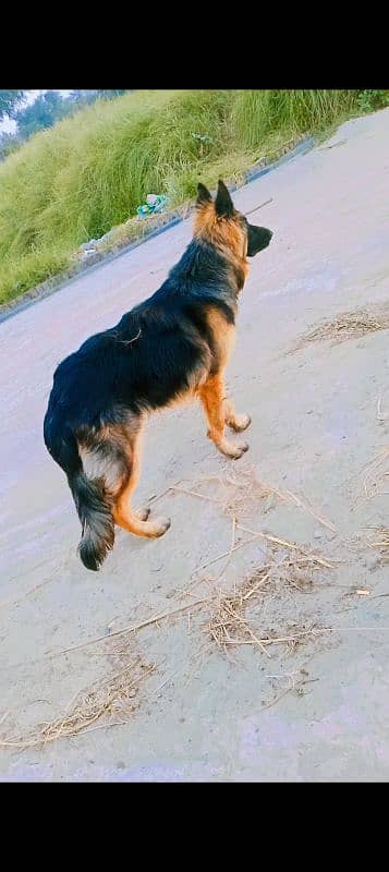 German Shepherd Male 10 months 4