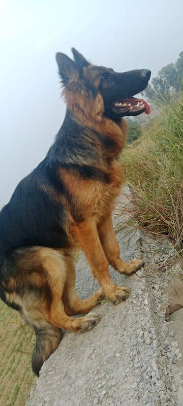 German Shepherd Male 10 months 6