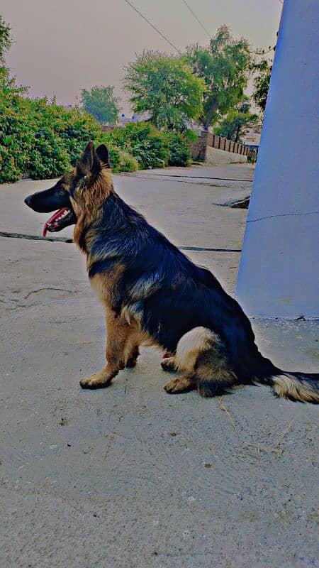 German Shepherd Male 10 months 8